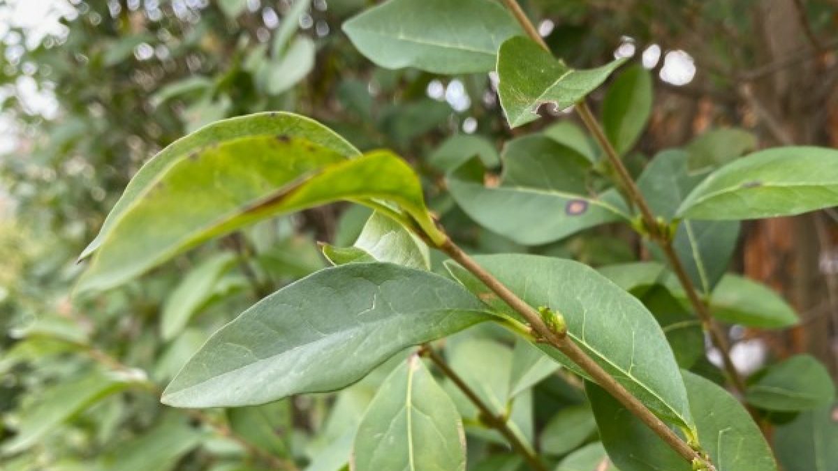 ligustrum atrovirens kaufen Ligustrum vulgare 'Atrovirens' Mehrstämmig / Strauch main image 0