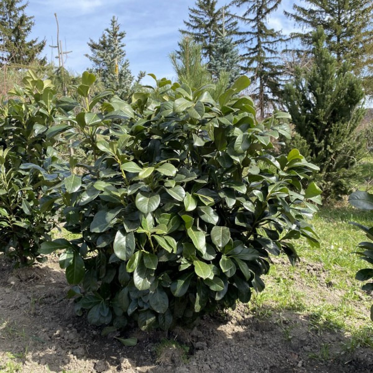 Kirschlorbeer "Etna" - Thujenland Hagenberg