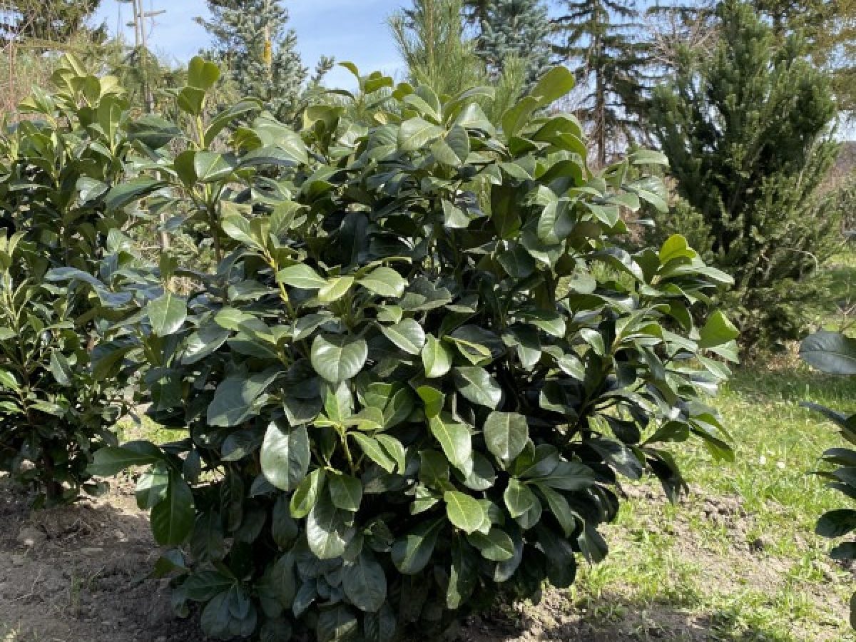 Kirschlorbeer "Etna" - Thujenland Hagenberg