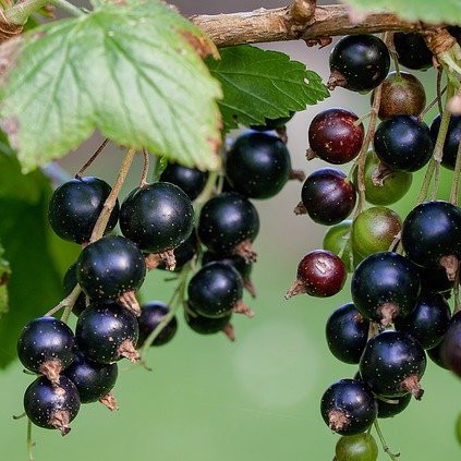 Schwarze Johannisbeere