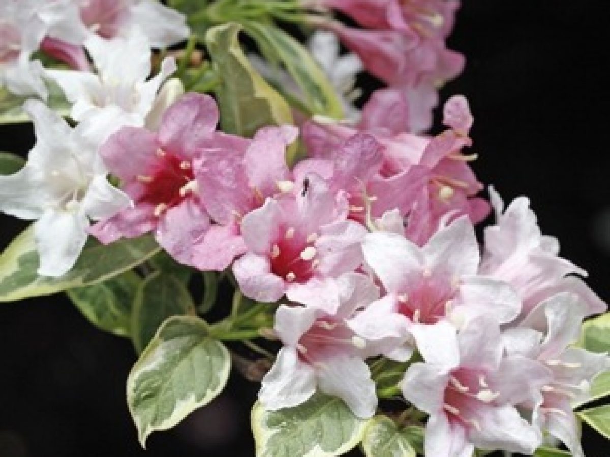 Weigelie "Variegata" - Thujenland Hagenberg